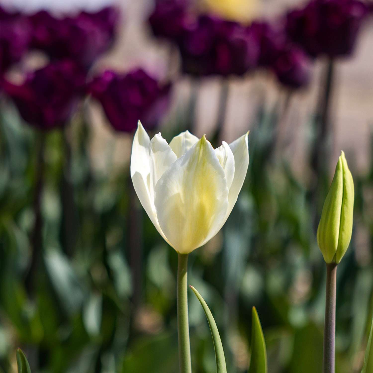 Tulpe 'White Triumphator' - Tulipaner